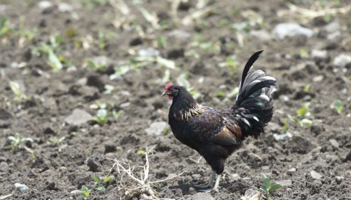 Wie beeinflussen Hühnerspiele die Strategieentwicklung beim Online-Glücksspiel?